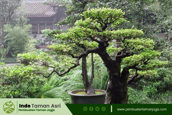 Selain tanaman hias, Indo Asri juga menyediakan berbagai macam tanaman bonsai